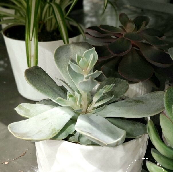 An echeveria growing three stretched heads.