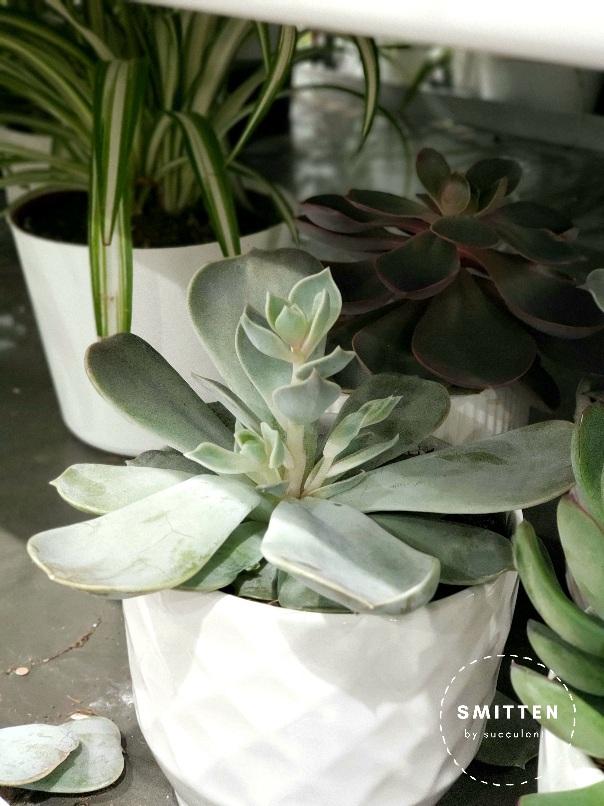 An echeveria growing three stretched heads.