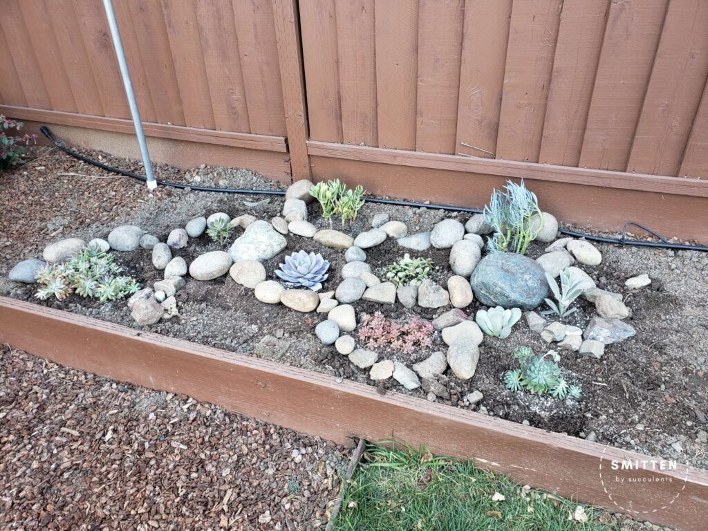 Garden bed with newly planted succulents