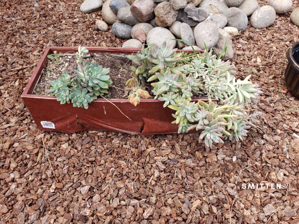 Sedeveria 'Blue Elf', Echeveria pulvinata, and Graptosedum 'Francesco Baldi' in a dilapidated planter