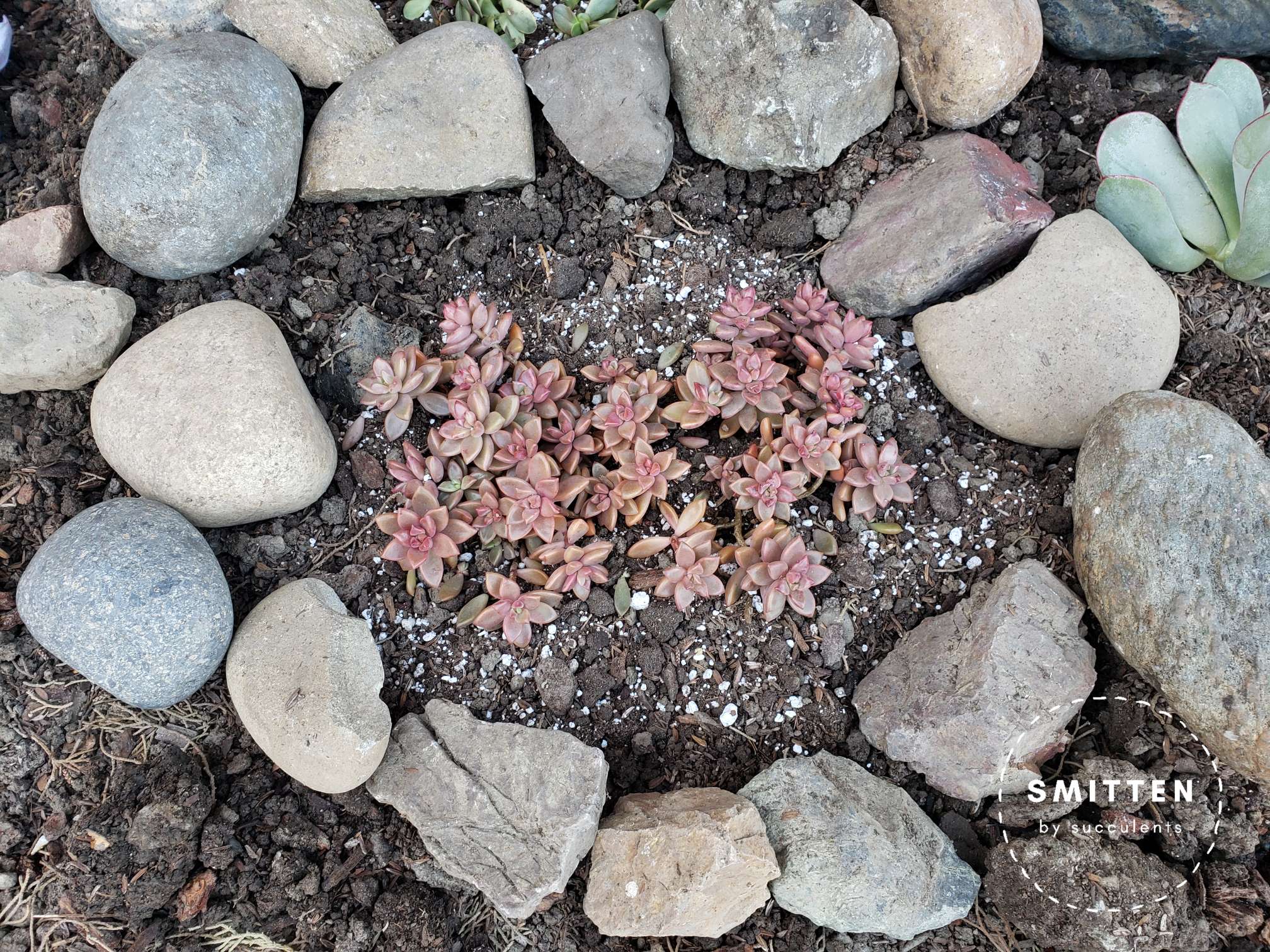 Newly planted Graptosedum 'Vera Higgins'