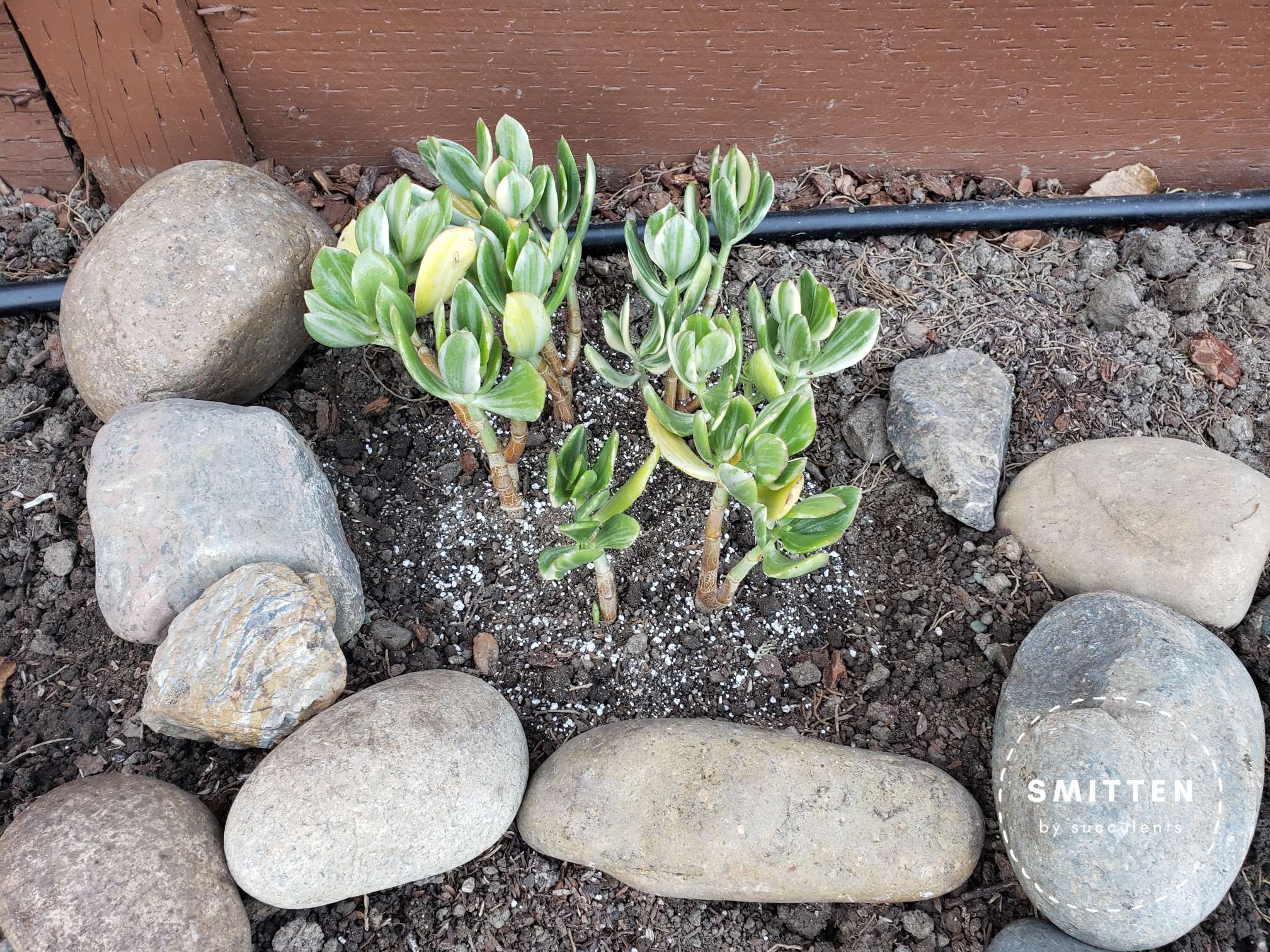 Newly planted Crassula ovata 'Variegata'