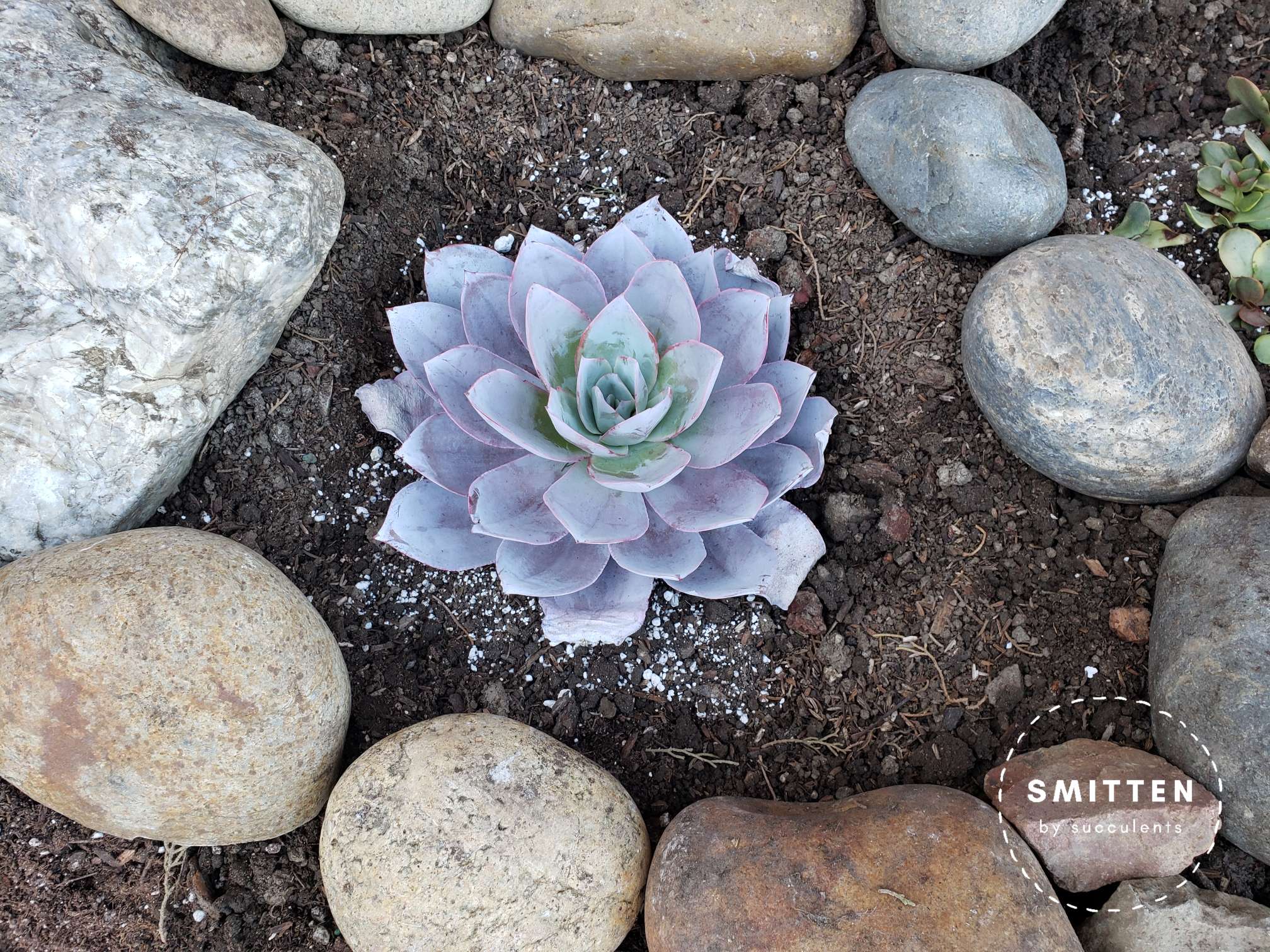 Newly planted Echeveria Cante