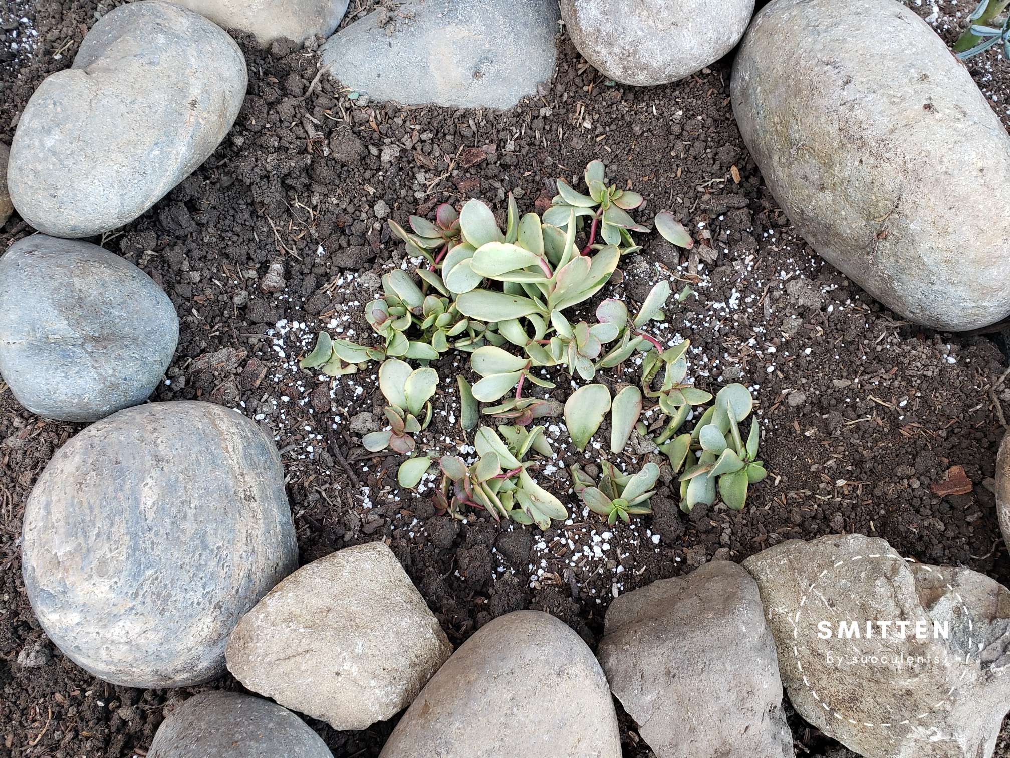 Newly planted Crassula platyphylla f. variegata