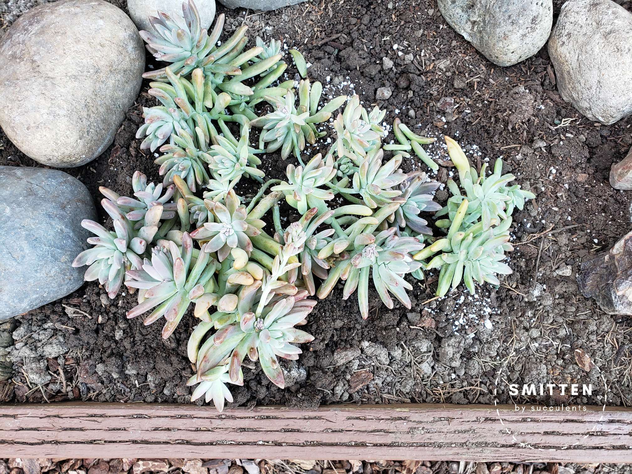 Newly planted Graptosedum 'Francesco Baldi'