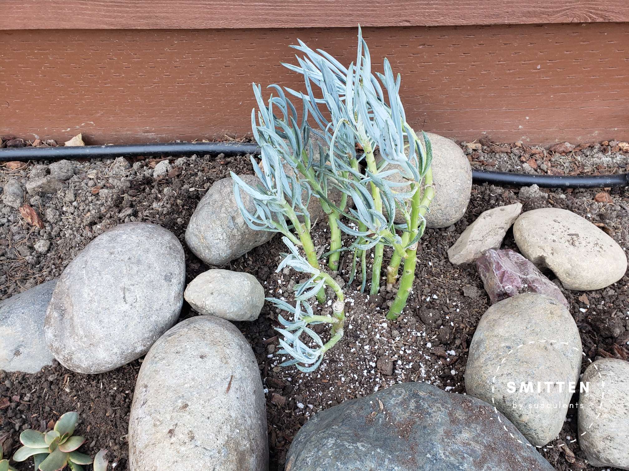 Freshly planted Senecio serpens