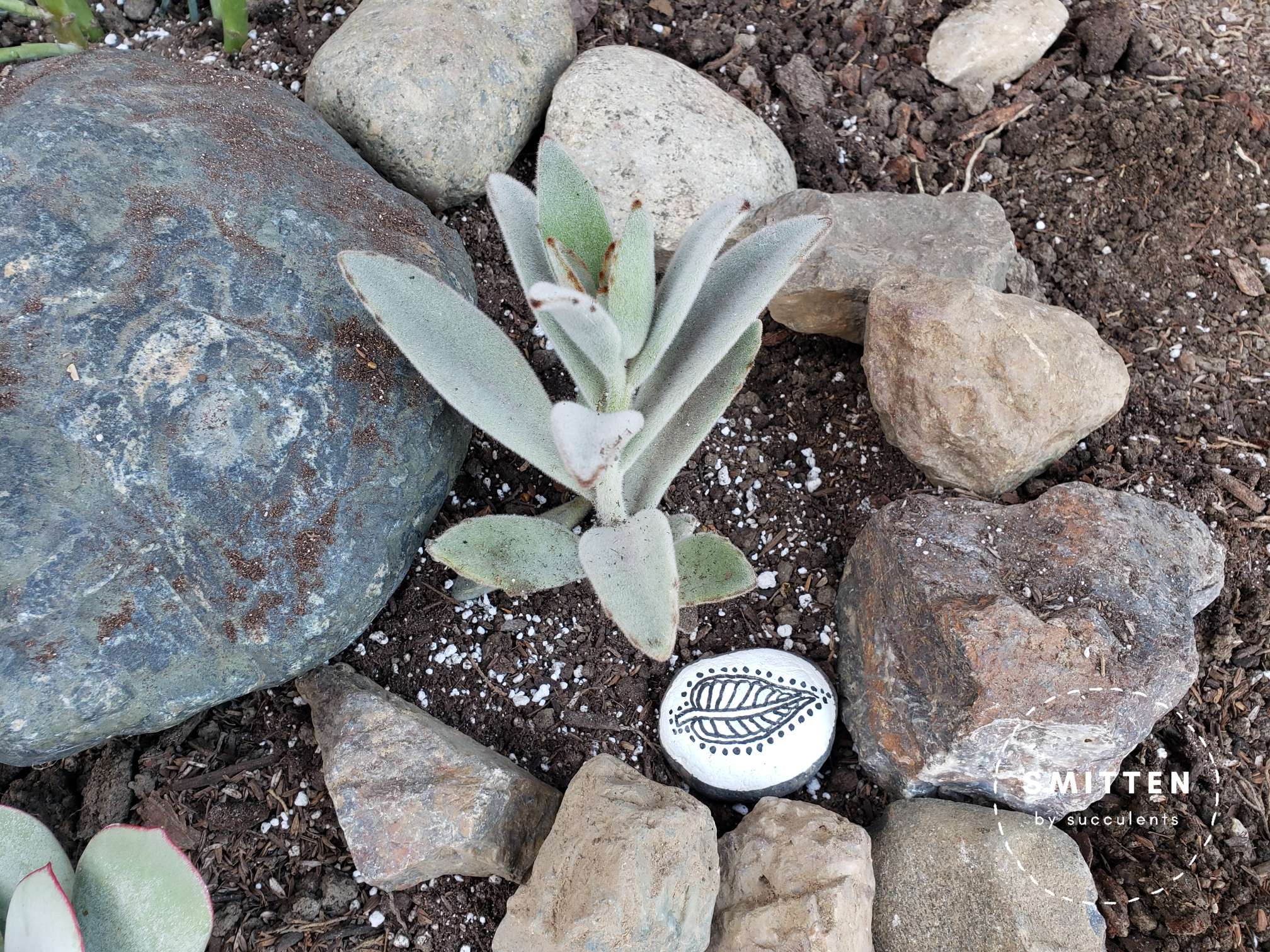 Newly planted Kalanchoe Tomentosa 'Panda Plant'