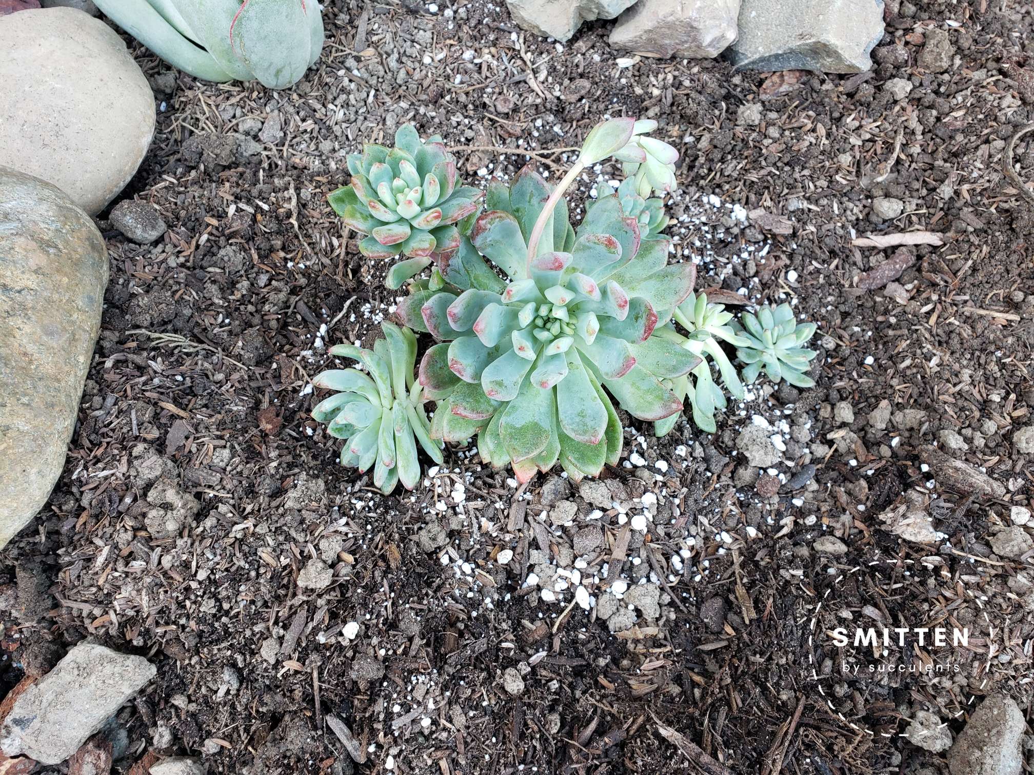 Newly planted Sedeveria 'Blue Elf'