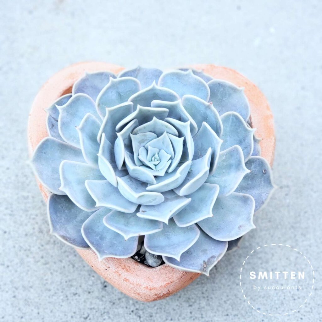 Echeveria 'pollux' in a terracotta heart-shaped planter