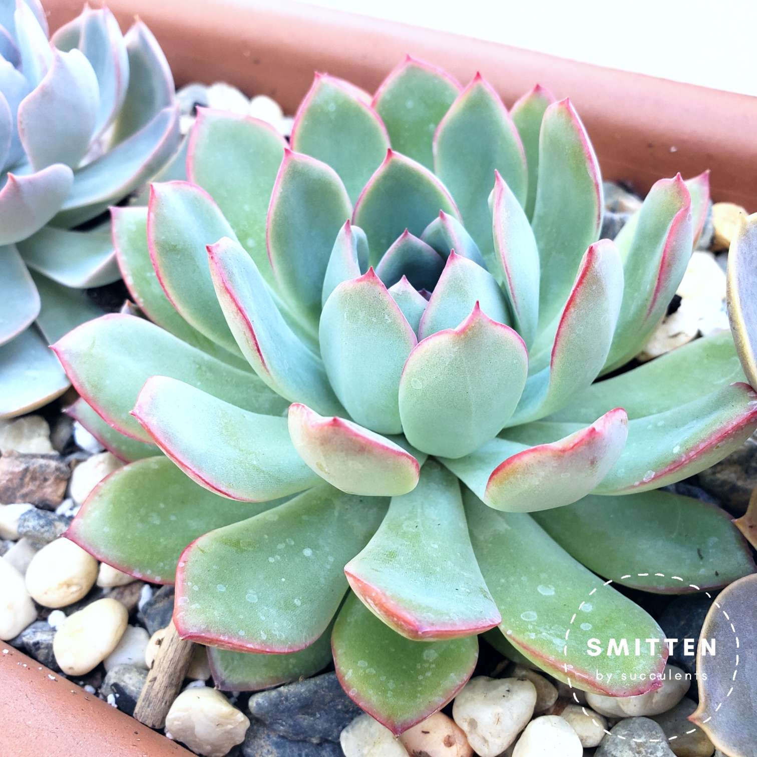 Echeveria pulidonis with red margins in a terracotta planter