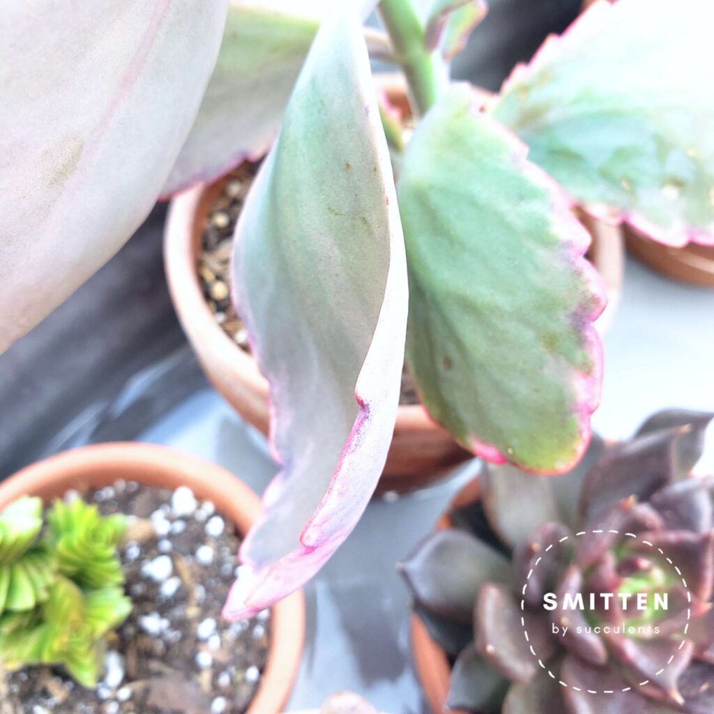 Kalanchoe fedtschenkoi showing signs of thirst with limp, thin leaves