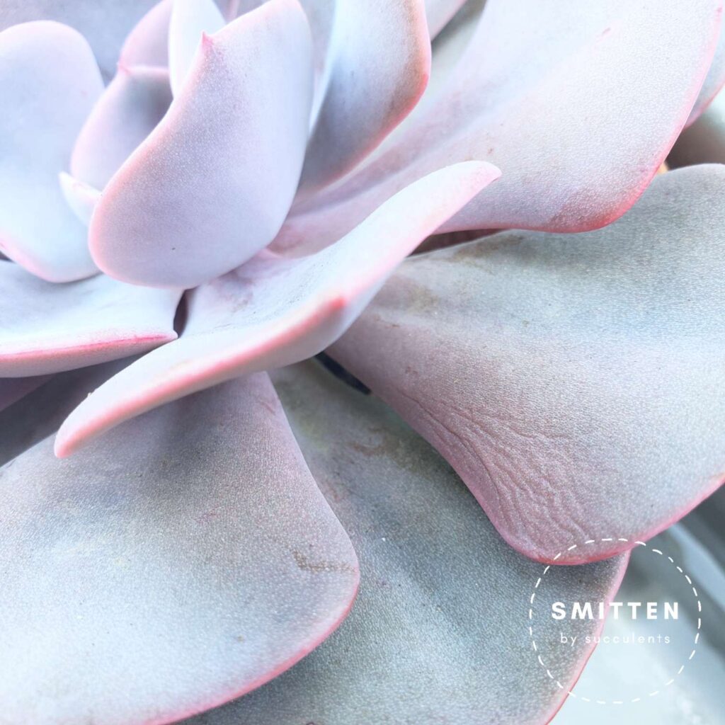 Echeveria 'dusty rose' showing signs of thirst with small wrinkles in its leaves