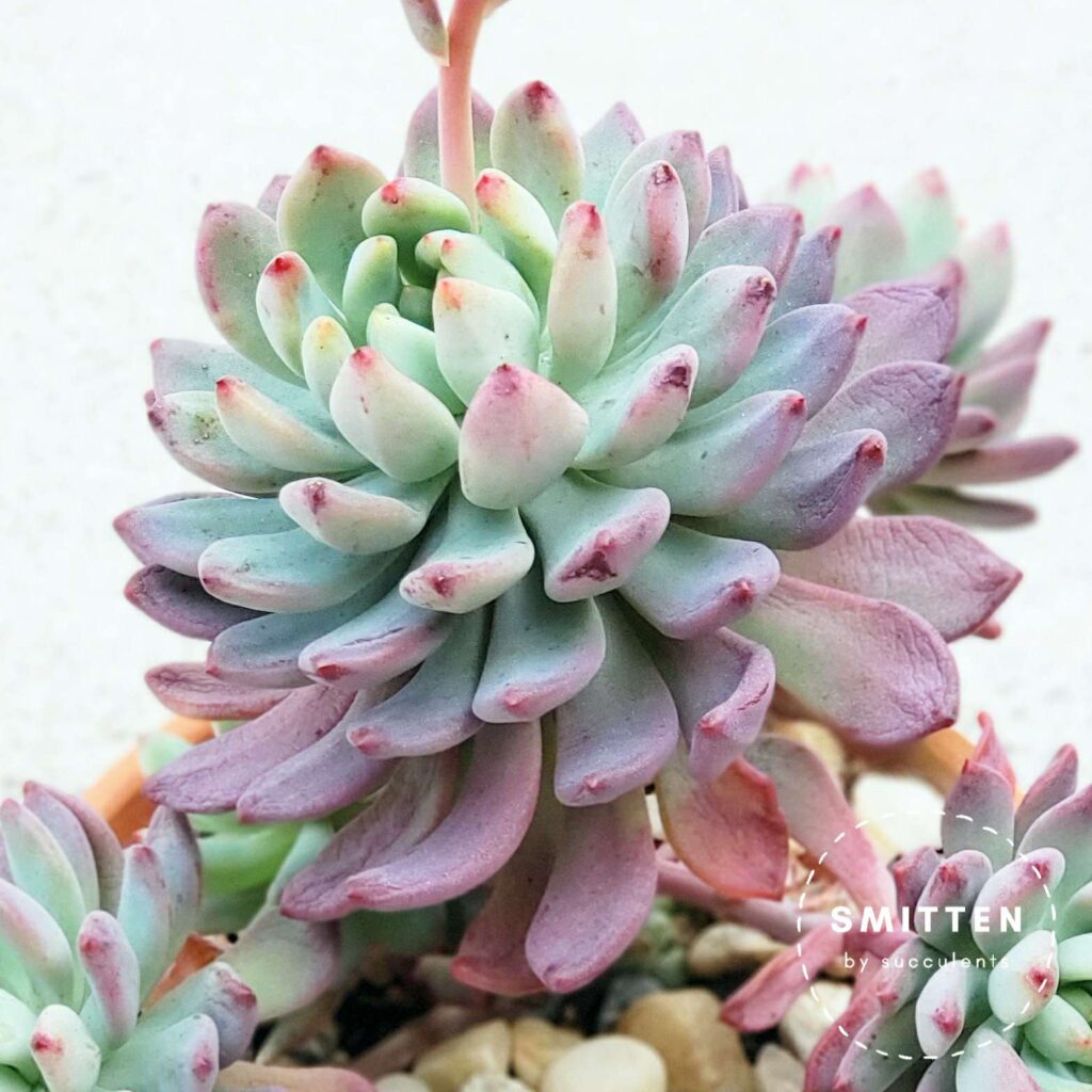 Sedeveria 'blue elf' showing signs of thirst with wrinkled leaves