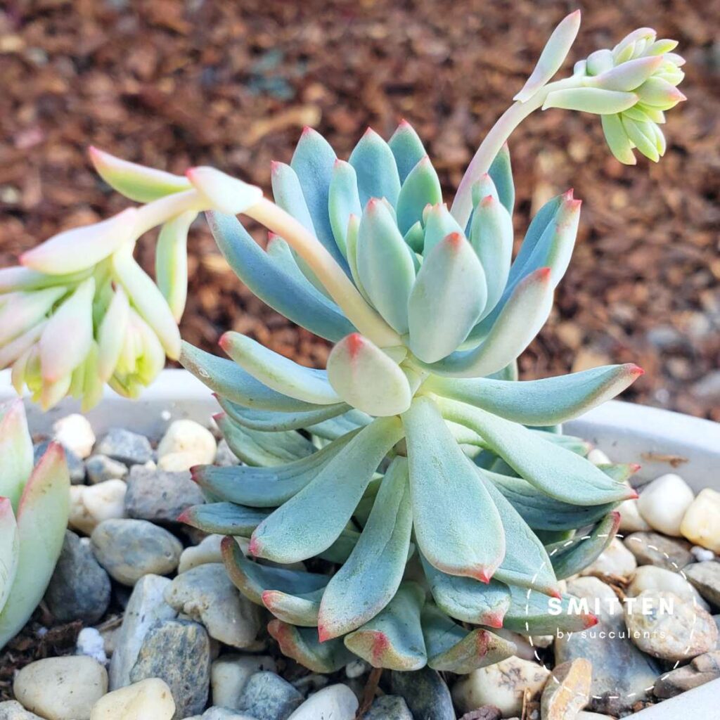 Sedeveria 'blue elf' showing signs of thirst with wilting, wrinkled leaves