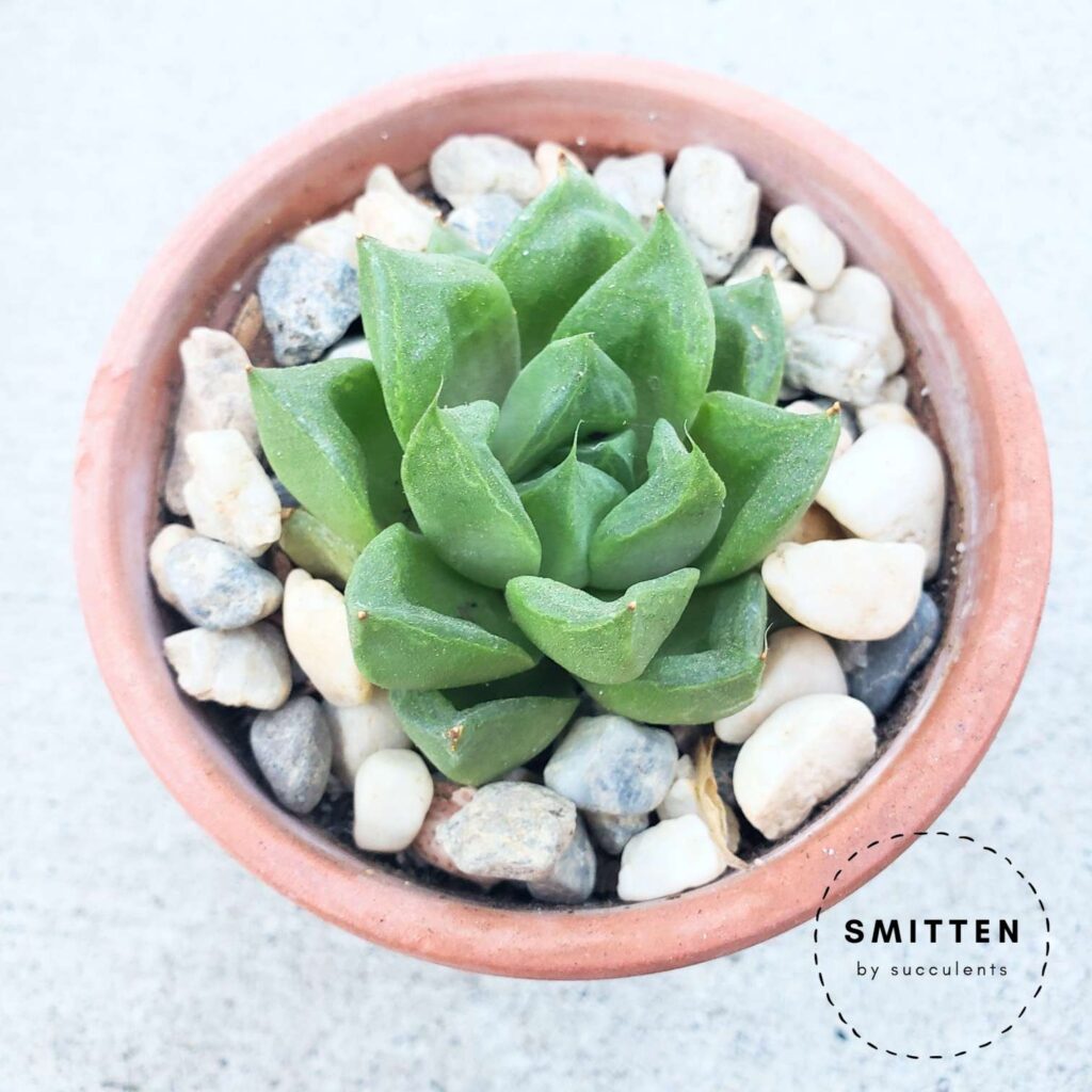 Haworthia cuspidata showing signs of thirst with its concave, hollowed leaves