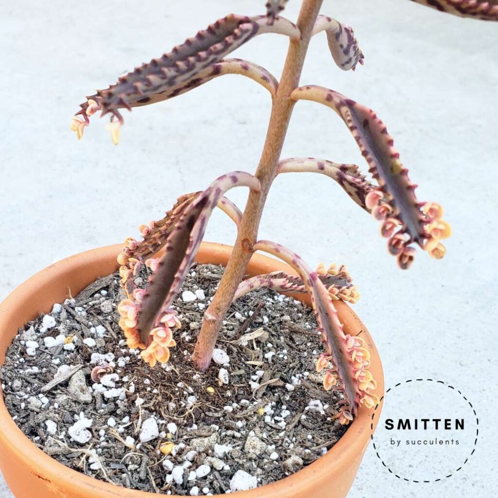 Kalanchoe 'pink butterflies' showing signs of thirst with wilting leaves