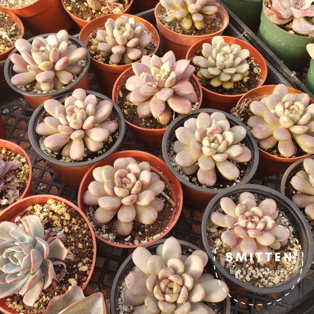 The pinkest Graptoveria 'Amethorum' I've ever seen.