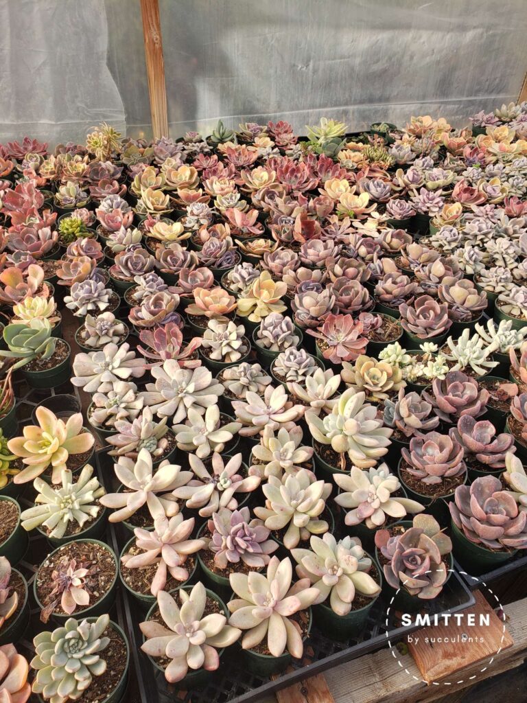 Succulents in the greenhouse