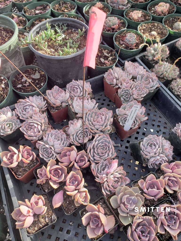 Pink succulents in the greenhouse.