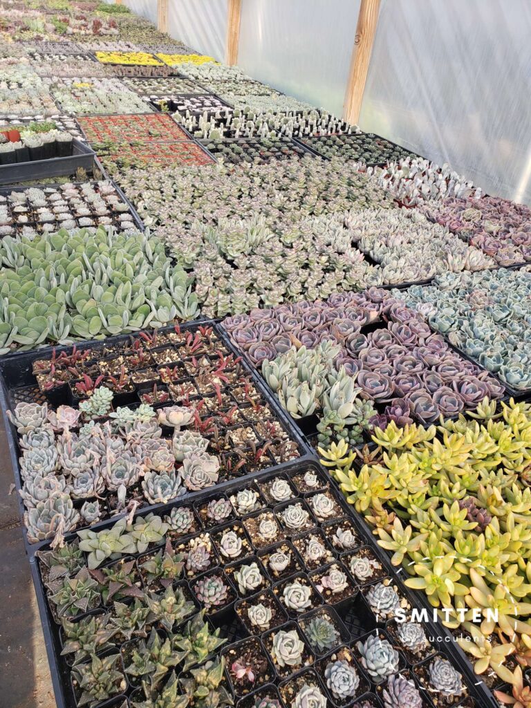 Succulents of all colors in the greenhouse.