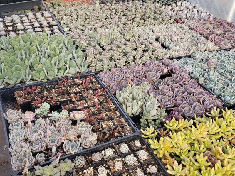 Succulents of all colors in one of the Happy Face Nursery greenhouses.