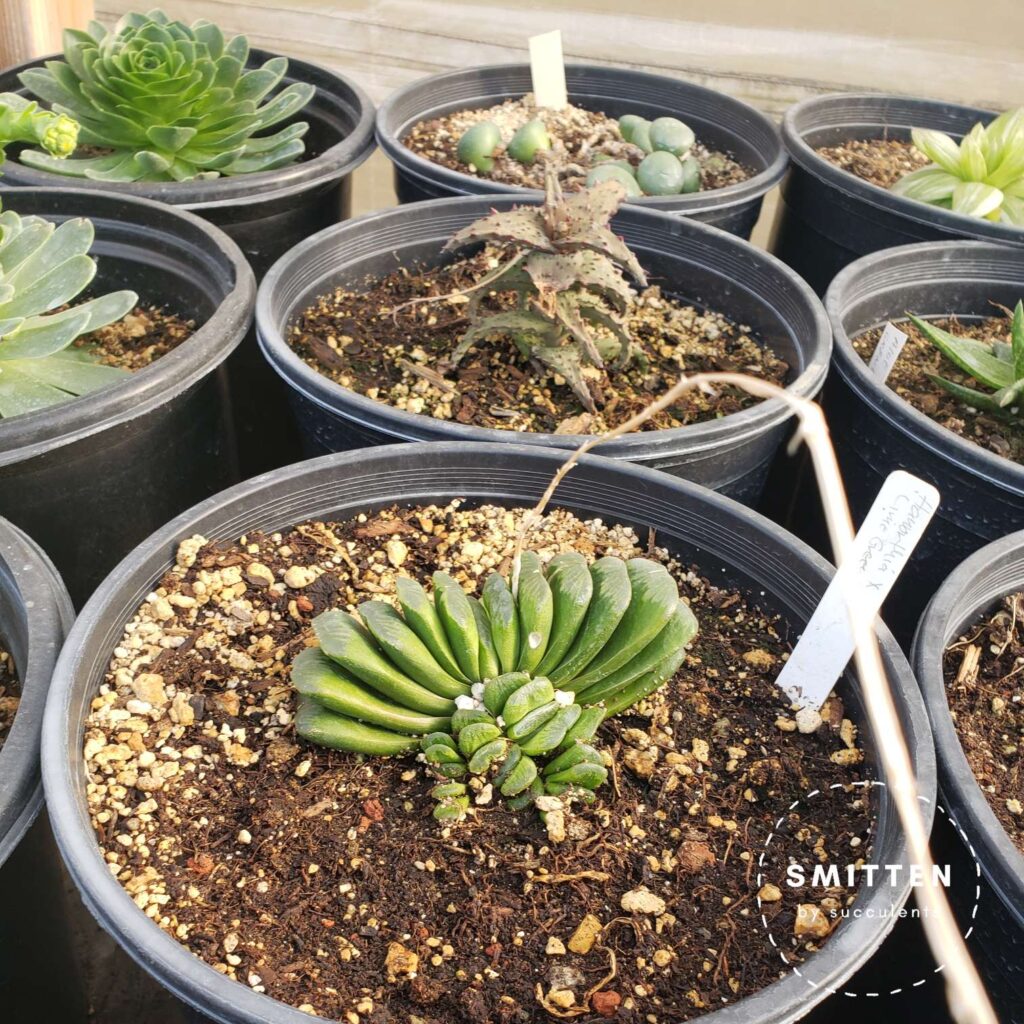 A large Haworthia truncata