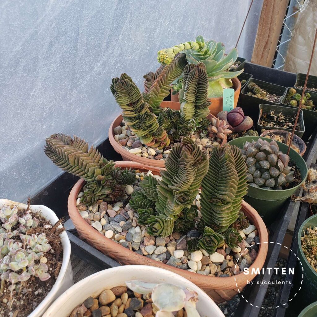 Some of nursery's amazing personal collection of Crassula Buddha's temple.