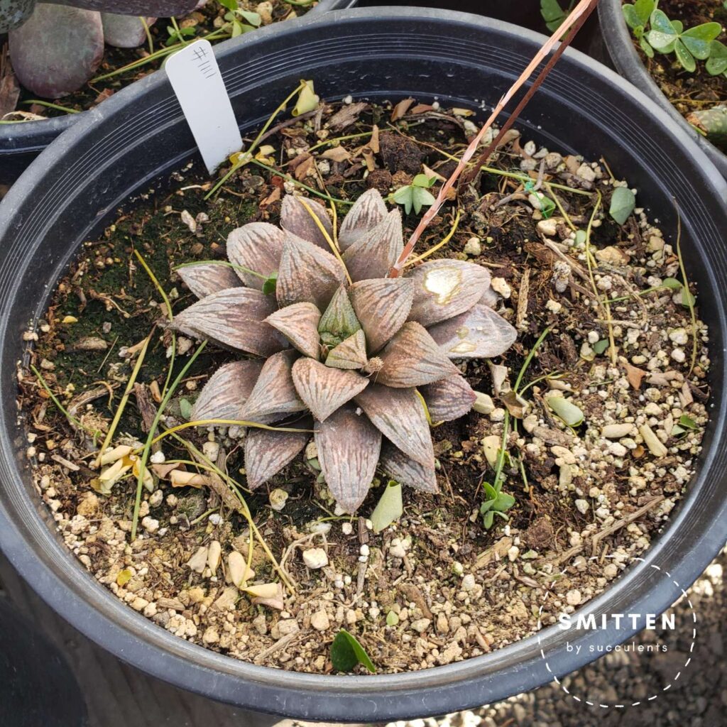 Haworthia