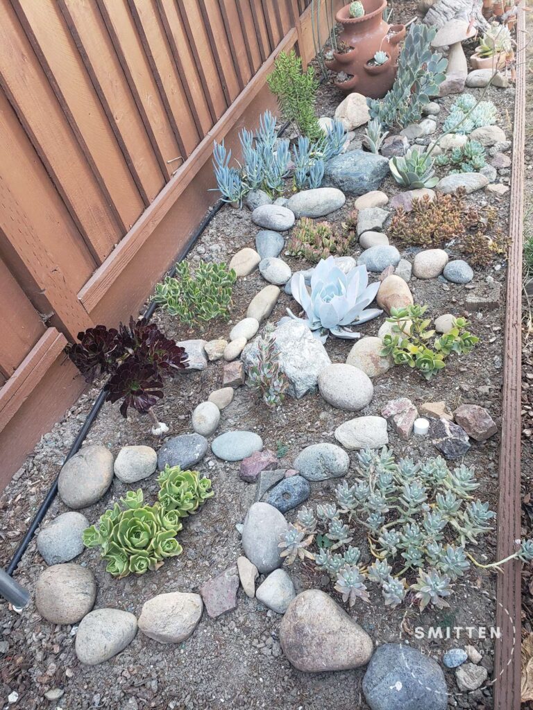 A raised garden bed of various types of succulents taken at an angle from June 2022