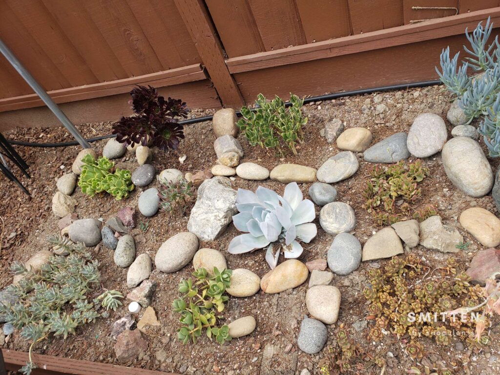 A raised garden bed of various types of succulents from June 2022