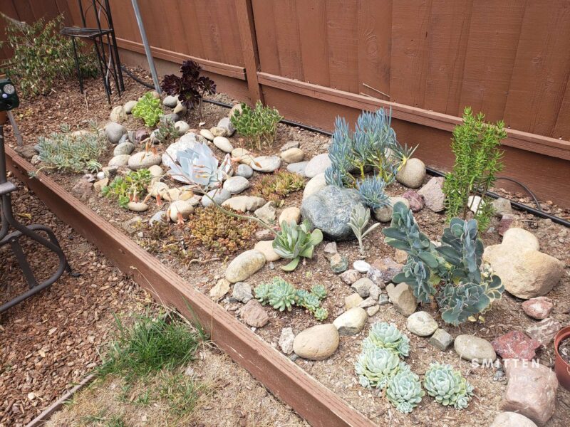 A raised garden bed of many types of succulents from June 2022