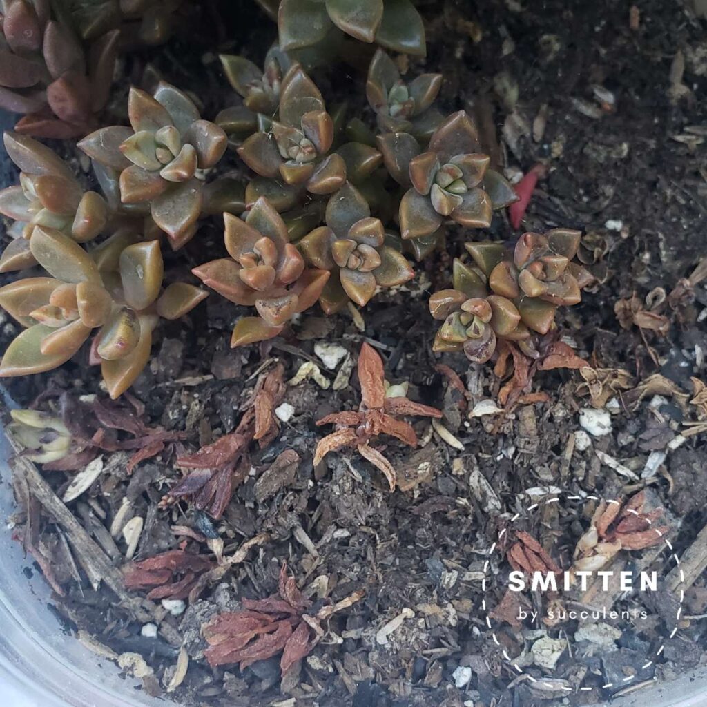 Sunburned baby Graptosedum 'Vera Higgins'