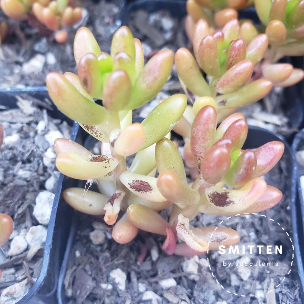 Sunburned baby Sedum Rubrotinctum