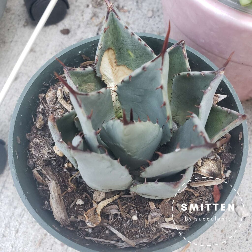 Thirsty and sunburned Agave Parryi Truncata ‘Artichoke Agave’