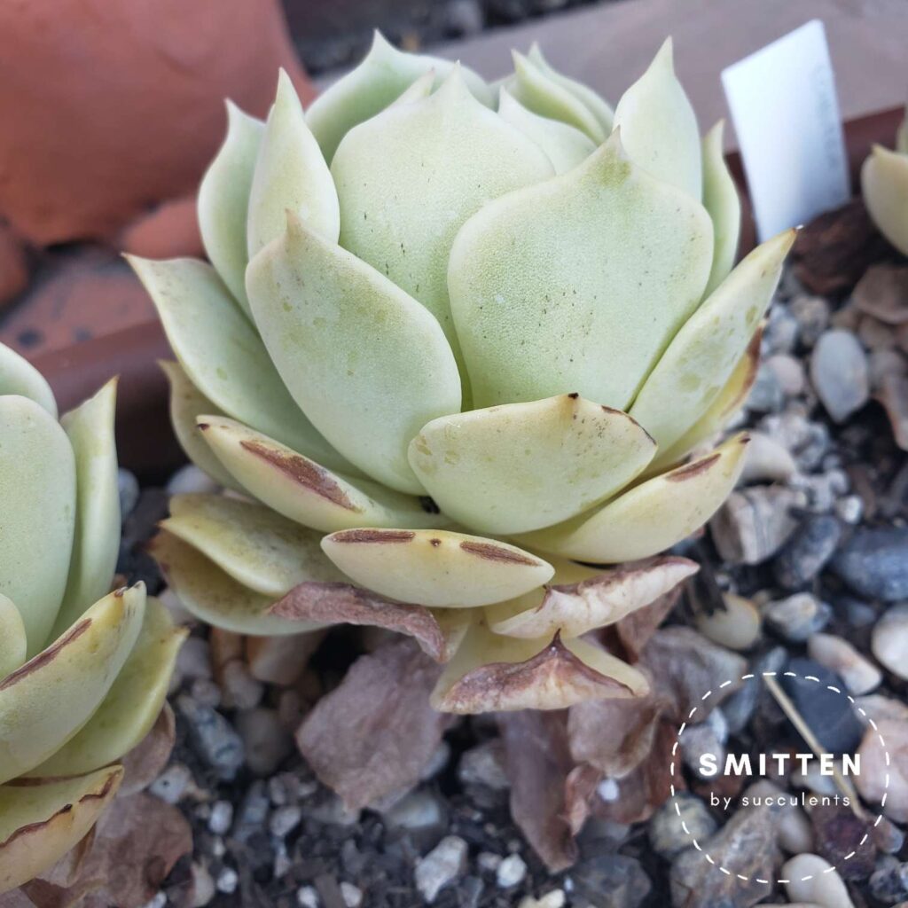 Sunburned Echeveria 'Lola'