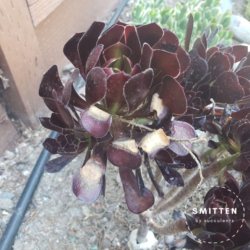 Sunburned Aeonium Zwartkopf(?)