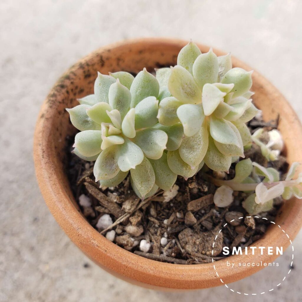 Sunburned baby Echeveria runyonii 'Topsy Turvy'