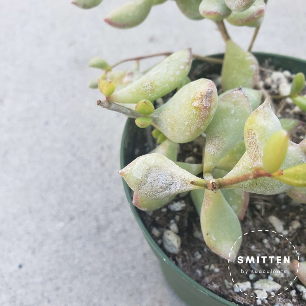 Sunburned Cotyledon Pendens