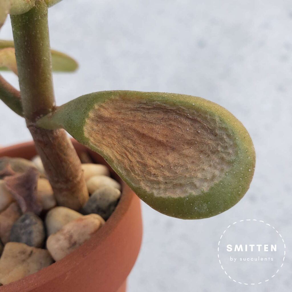 Sunburned leaf of a Crassula Ovata