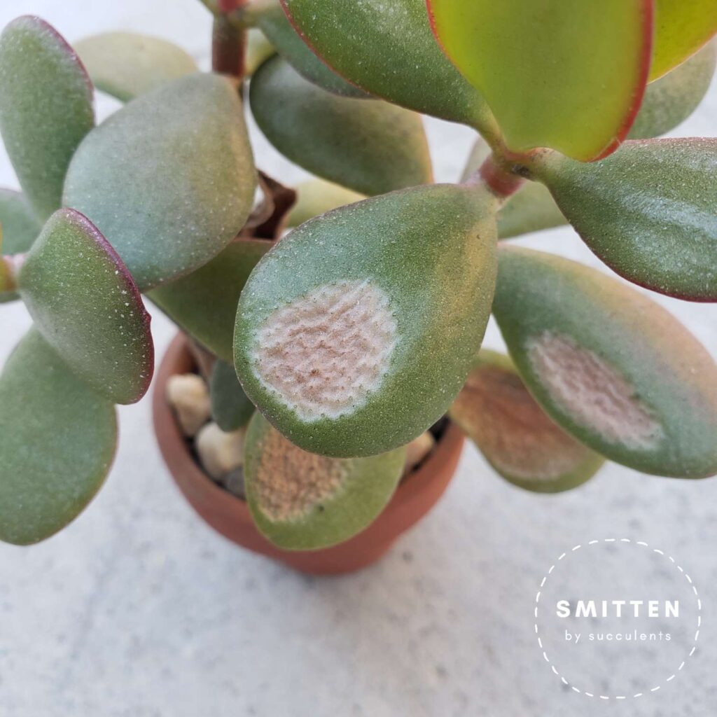 Up close of a Sunburned Crassula Ovata