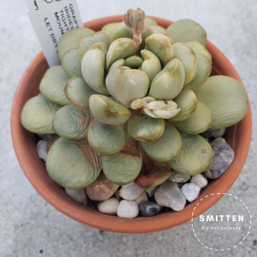 Sunburned and thirsty Graptoveria 'Amethorum'