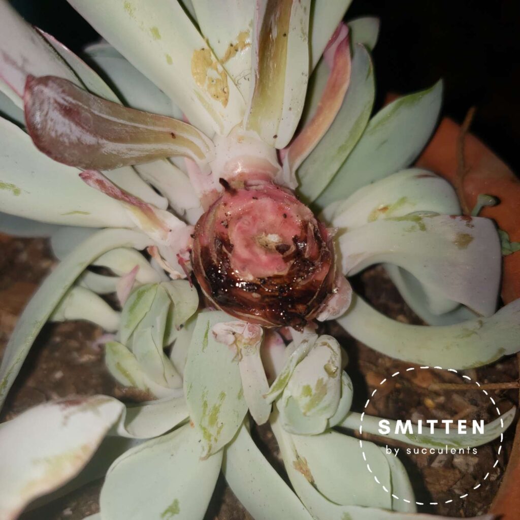 Damaged Echeveria 'Afterglow' Stem