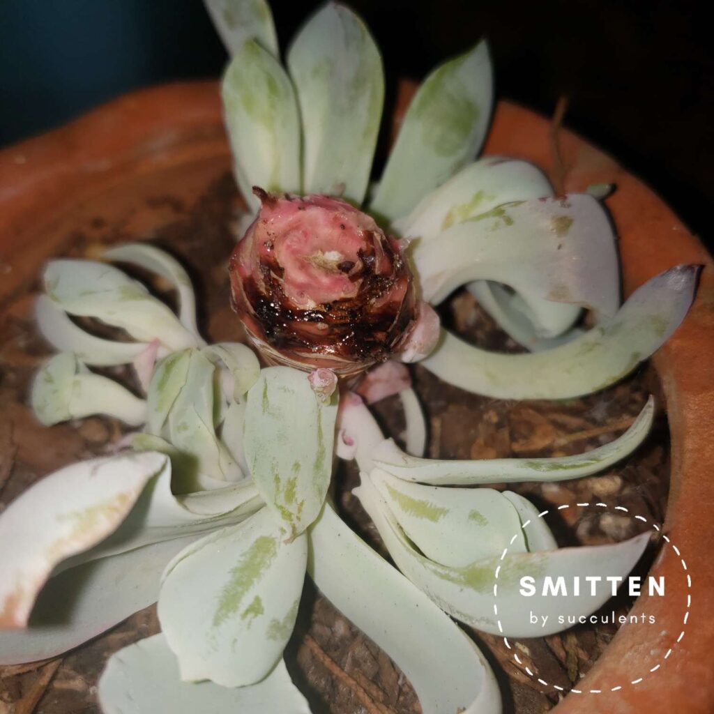 Damaged Echeveria 'Afterglow' Stem