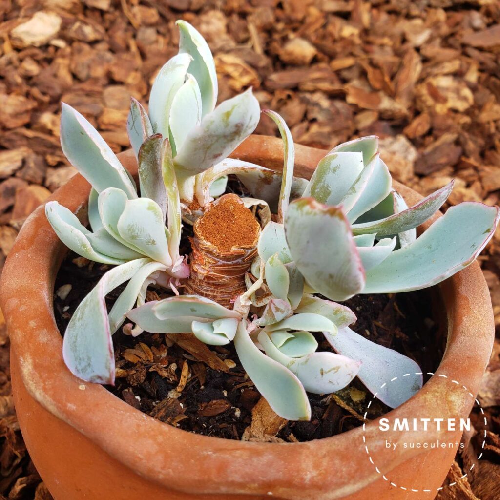 Chopped Echeveria 'Afterglow' with cinnamon