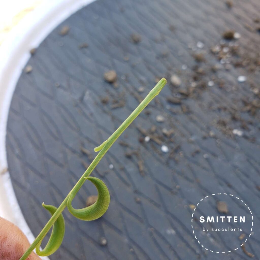 String of bananas cutting with bottom leaves removed