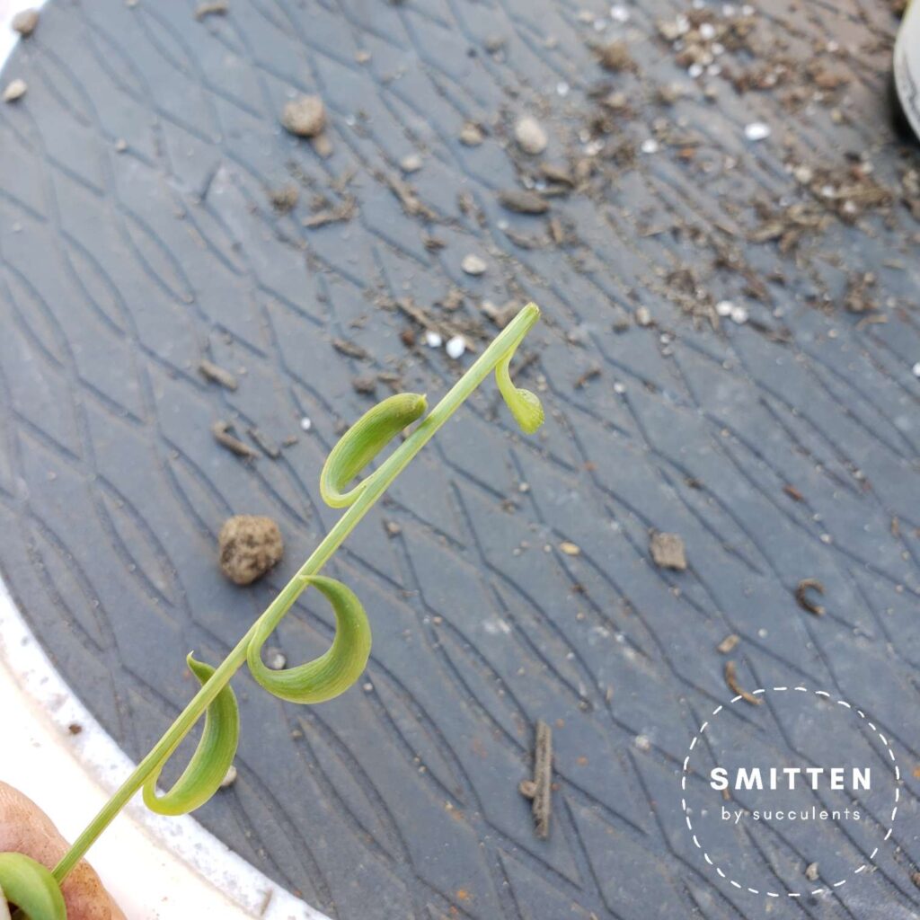 Up close of a string of banana cutting