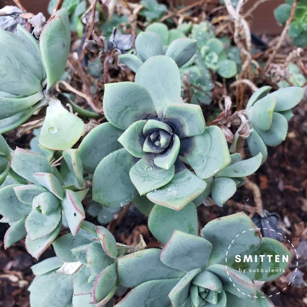 Rotted Aeonium haworthii (Pinwheel)