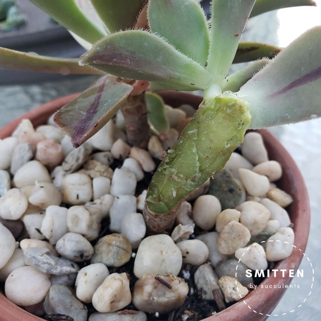 Aeonium Leucoblepharum with excised rot