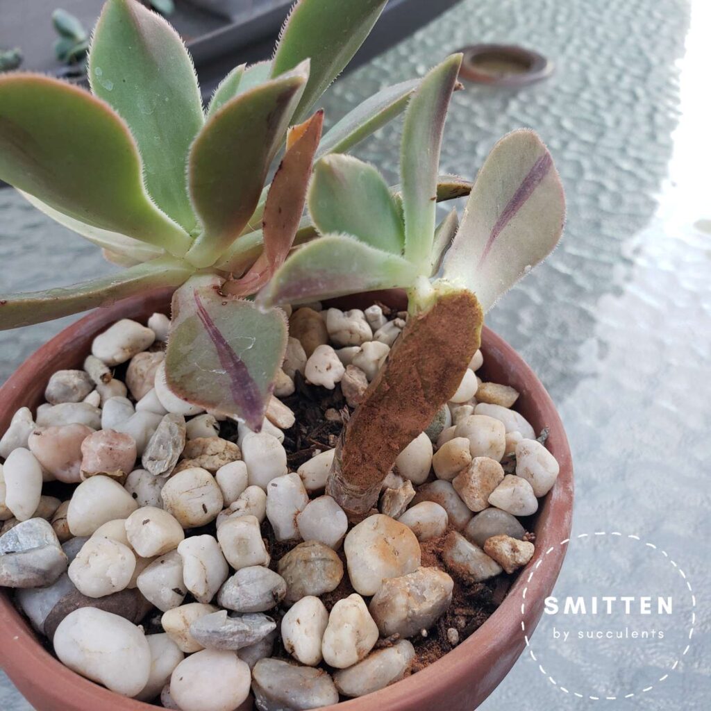 Aeonium Leucoblepharum cut covered with cinnamon