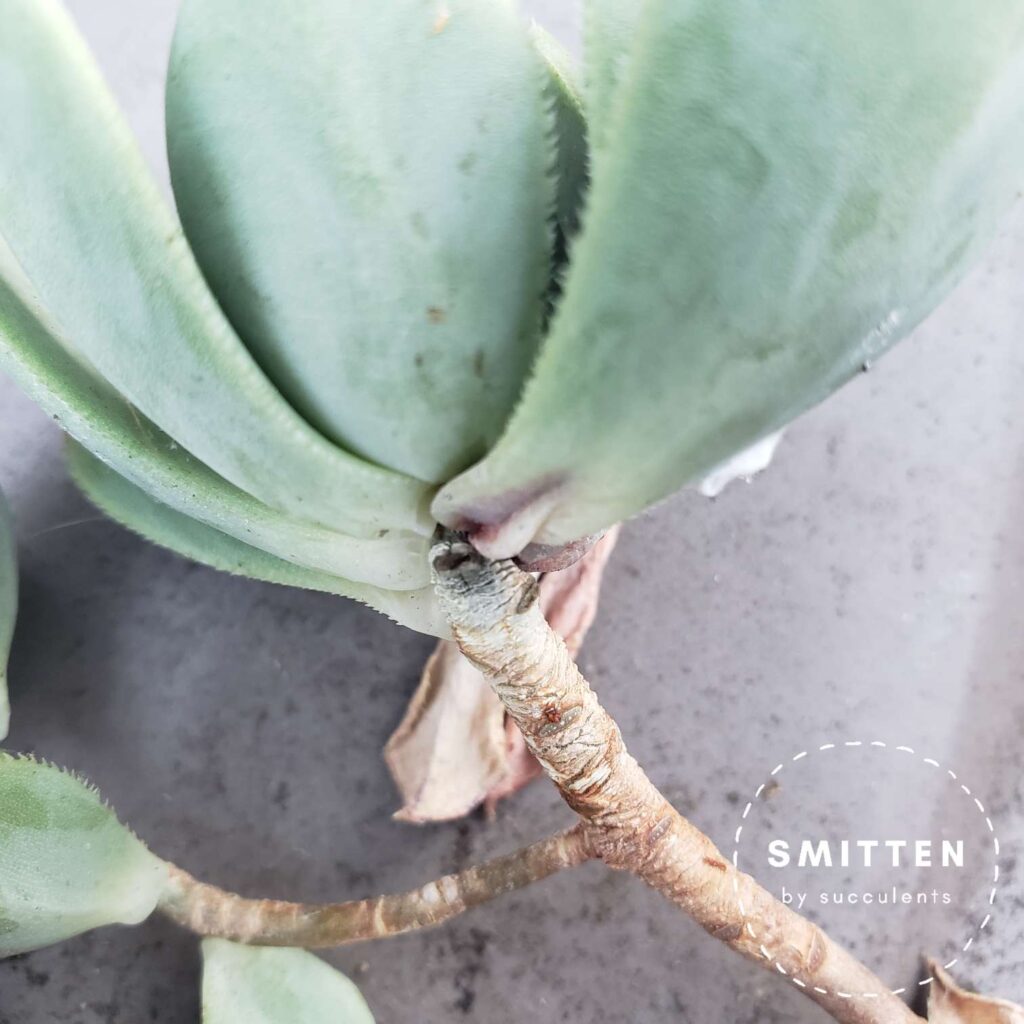 Aeonium haworthii (Pinwheel) with rotted stem